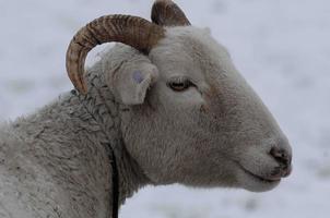 sheeps in the winter photo