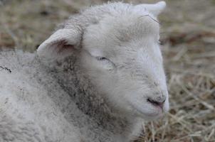 sheeps in the winter photo