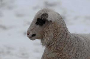 ovejas en el invierno foto