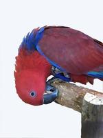 a single two tone red and blue color parrot perching on the tree branch, white background with clipping path photo