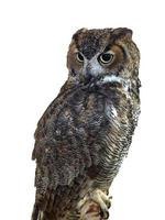 Close up A single Beautiful eagle owl sitting on the stump, isolated white background with clipping path photo