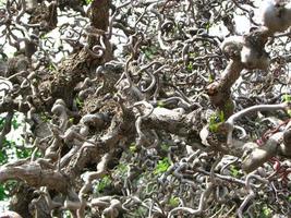 el entrelazado retorcido de árboles ramas y raíces hermosa naturaleza foto