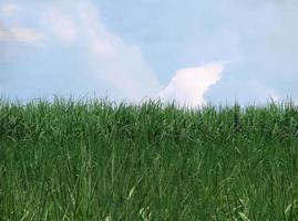 fondo de pantalla de prado verde y cielo azul colores vibrantes y brillantes foto