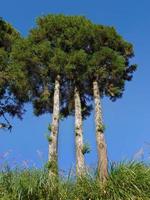 3 trunks trees with one 1 head under the bright blue sky photo