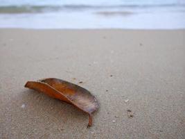 Close up of brown color leaf on the sand beach seashore photo