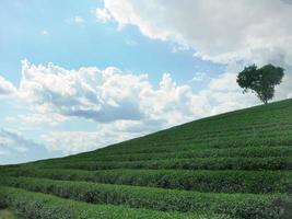 Wallpaper of single tree on green meadow and blue sky bright vibrant colors photo