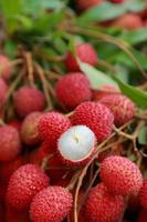 Lychee, Fresh lychee and peeled showing the red skin and white flesh with green leaf . photo