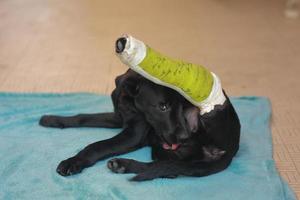 Puppy dog with injured broken bone received first aid treatment with a splintafter color green a visit to the veterinarian hospital. photo