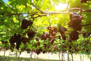 uvas en viña en un día soleado foto