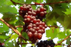 grapes in vineyard on a sunny day photo