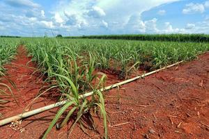 sugarcane field with blue sky photo