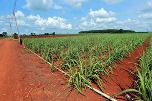 sugarcane field with blue sky photo