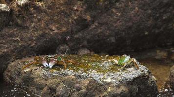 krabben op de rots op het strand, rollende golven, close-up video