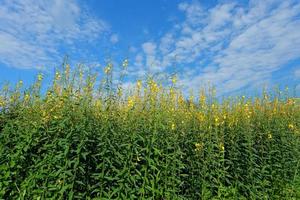 Crotalaria plants in the legume commonly grown as a green manure. And used as cattle feed, as well as to the beauty of a tourist attraction. photo