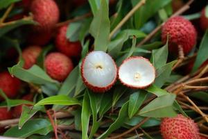 Lychee, Fresh lychee and peeled showing the red skin and white flesh with green leaf . photo