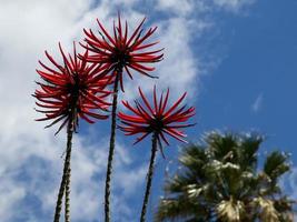 funchal and the island madeira photo