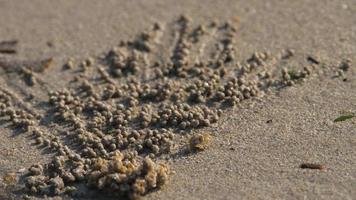 scopimera globosa, sand bubbler crab of sand bubbler leven op het strand van nai yang op het tropische phuket-eiland. ze voeden zich door zand door hun monddelen te filteren en zandballen achter te laten. video