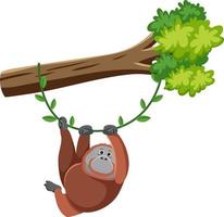 Orangutan hanging on tree vector