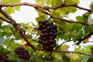 uvas en viña en un día soleado foto