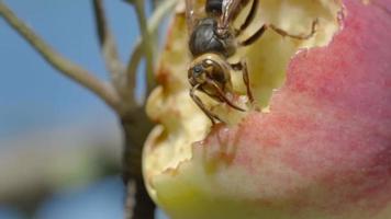 Hornet eats the flesh of a ripe red apple, HDR footage video