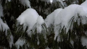 de met sneeuw bedekte tak van een den en vallende sneeuw video