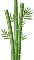 Isolated bamboos on white background vector