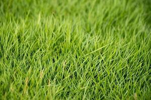 Closed up of green grass field background photo