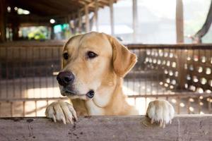 el perro marrón se paró y esperó sobre la jaula foto