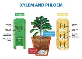 Diagram showing xylem and phloem in plant vector