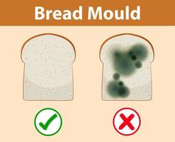 Inedible bread with mould vector