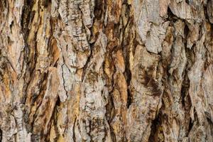 bark of tree texture photo