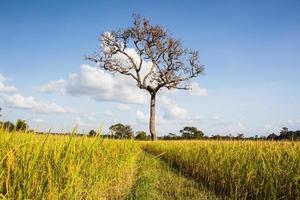 campo de arroz de otoño foto