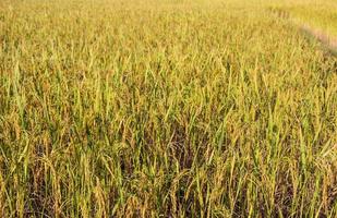 el arroz es el alimento básico de los tailandeses y cuando el arroz es amarillo antes de las cosechas son hermosas. foto