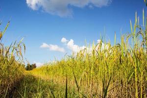 Ripe paddy rice field at harvest against blue sky photo
