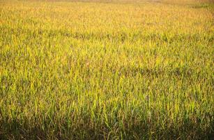 planta de arroz en campo de arroz en tailandia foto