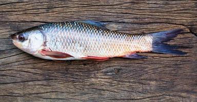 probarbus jullieni peces de agua dulce foto