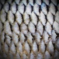 Fish scales background photo