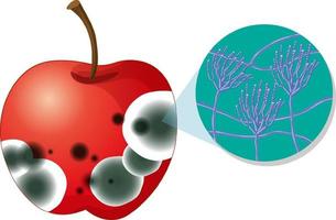 Manzana descompuesta no comestible con moho vector