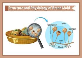 Inedible bread with mould vector