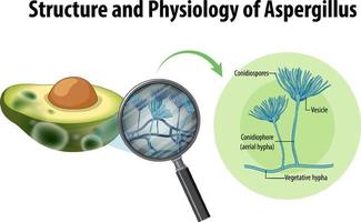 Structure and Physiology of avocado Aspergillus vector