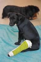 cachorro con hueso roto lesionado recibió tratamiento de primeros auxilios con una férula de color verde después de una visita al hospital veterinario. foto