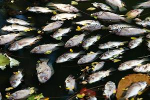 dead fish floated in the dark water, water pollution photo