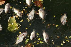 dead fish floated in the dark water, water pollution photo