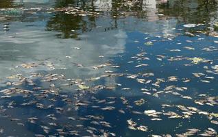 dead fish floated in the dark water, water pollution photo