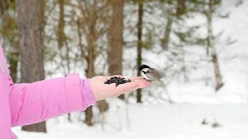 Titmouse bird in women's hand eat seeds, winter, slow motion video