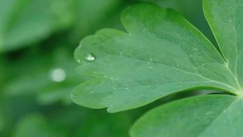 hoja de aquilegia con gotas de agua macro video