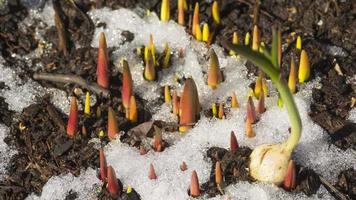 colpo di lasso di tempo della neve che si scioglie tra i germogli e le foglie del fiore primaverile di muscari video