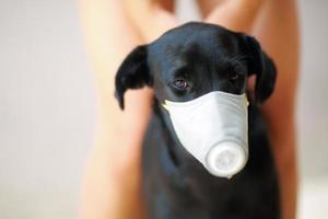 perro con seguridad, especialmente una máscara para proteger el polvo pm 2.5 y el virus de la corona, covid 19 en un lindo perro negro. concepto de pandemia de coronavirus covid-19 y prevención de las mascotas que amas. foto