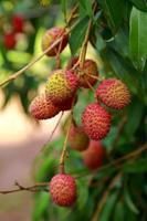 fresh lychee on tree in lychee orchard. photo