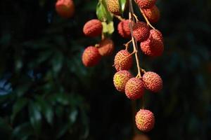 fresh lychee on tree in lychee orchard. photo